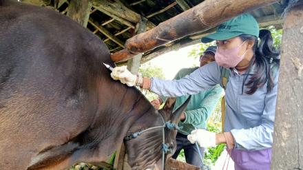 Kegiatan Vaksinasi Penyakit Mulut dan Kuku kembali dilaksanakan di Desa Gobleg